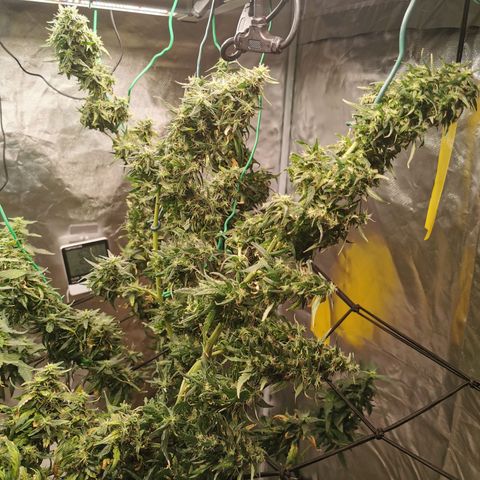Gorilla OG growlog timeline photo
