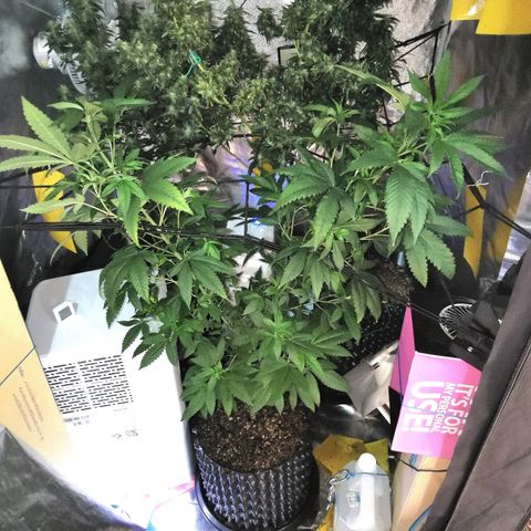 COP (clone2) growlog timeline photo