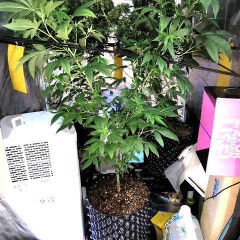 COP (clone2) growlog timeline photo
