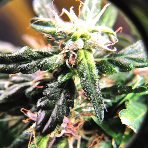 Gorilla OG growlog timeline photo