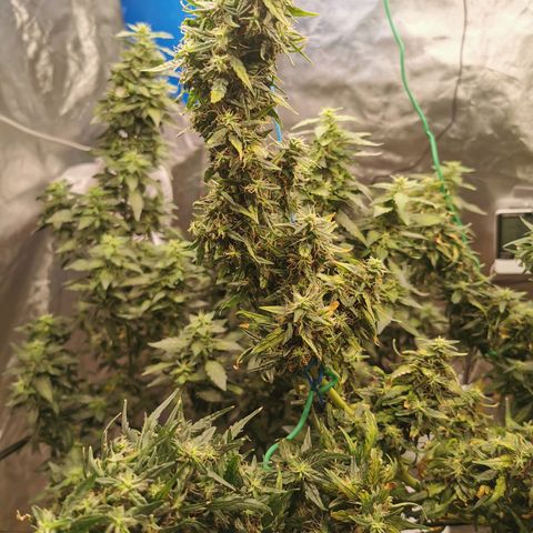 Gorilla OG growlog timeline photo