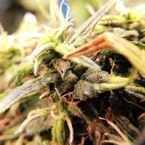 Gorilla OG growlog timeline photo