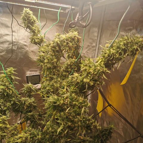 Gorilla OG growlog timeline photo