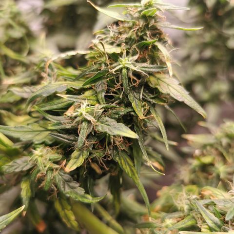Gorilla OG growlog timeline photo