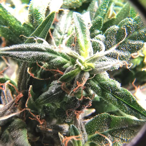 Gorilla OG growlog timeline photo
