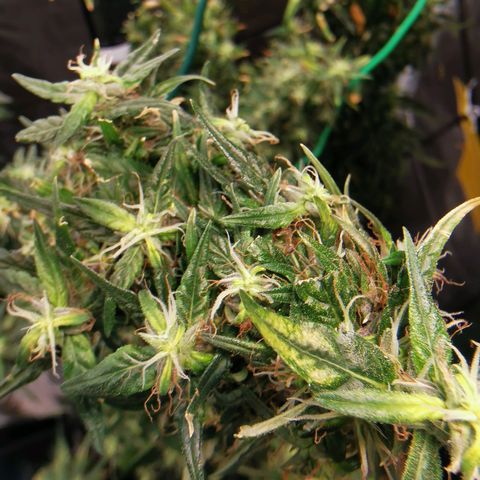 Gorilla OG growlog timeline photo