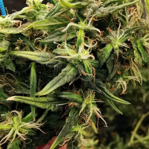Gorilla OG growlog timeline photo
