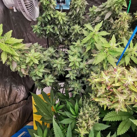 COP growlog timeline photo