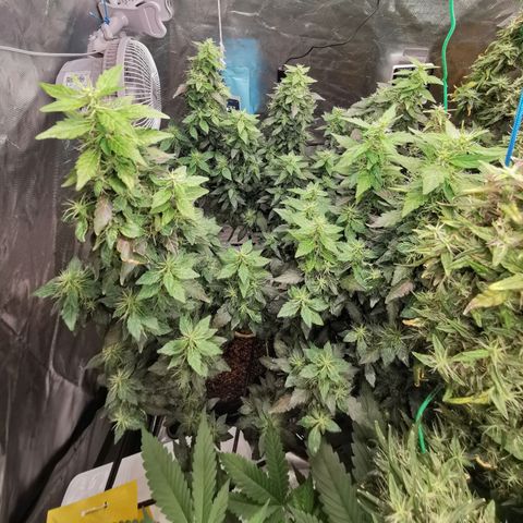 COP growlog timeline photo