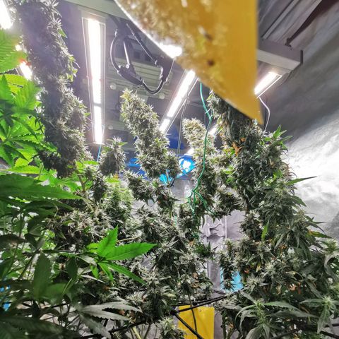 Gorilla OG growlog timeline photo