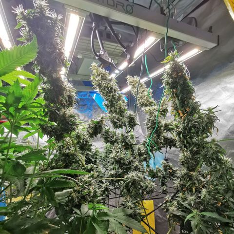 Gorilla OG growlog timeline photo