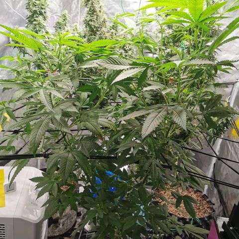 COP (clone2) growlog timeline photo