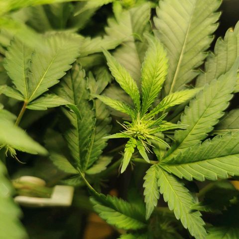 COP (clone2) growlog timeline photo