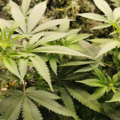 COP (clone2) growlog timeline photo