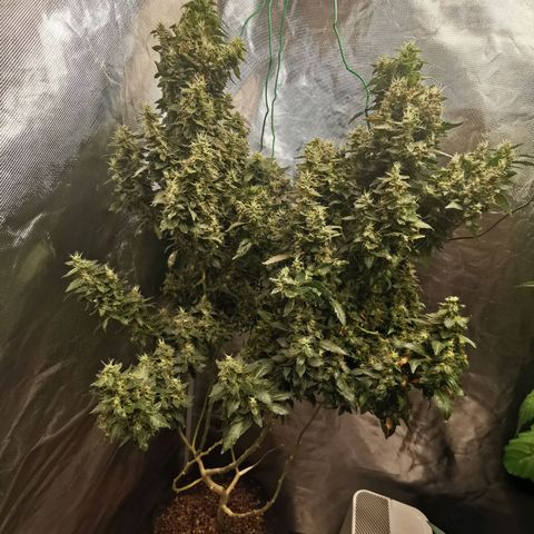 COP growlog timeline photo