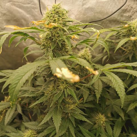 COP (clone2) growlog timeline photo