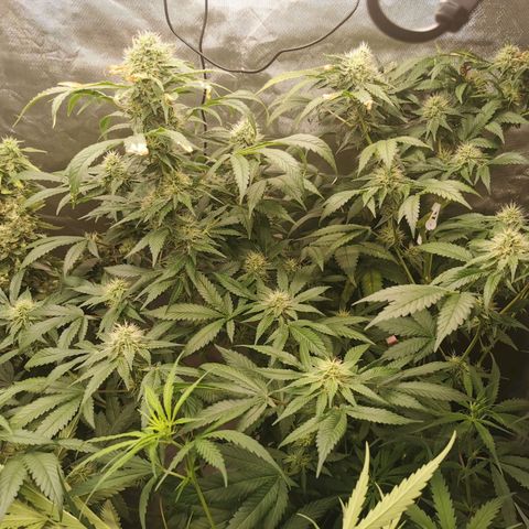 COP (clone2) growlog timeline photo