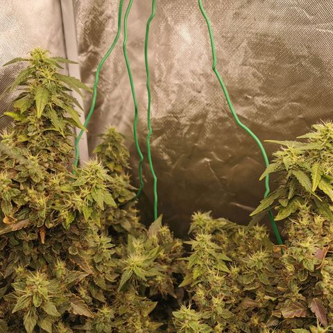 COP growlog timeline photo