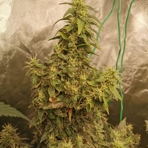 COP growlog timeline photo