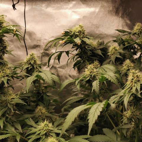 COP (clone2) growlog timeline photo