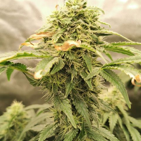 COP (clone2) growlog timeline photo