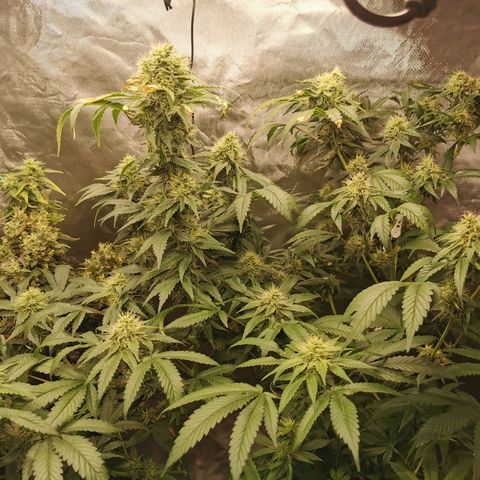 COP (clone2) growlog timeline photo
