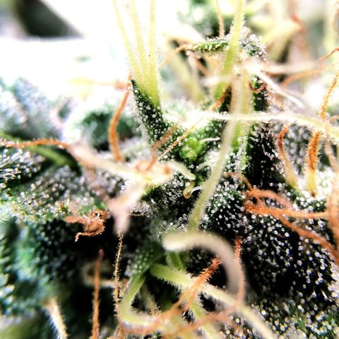 COP (clone2) growlog timeline photo