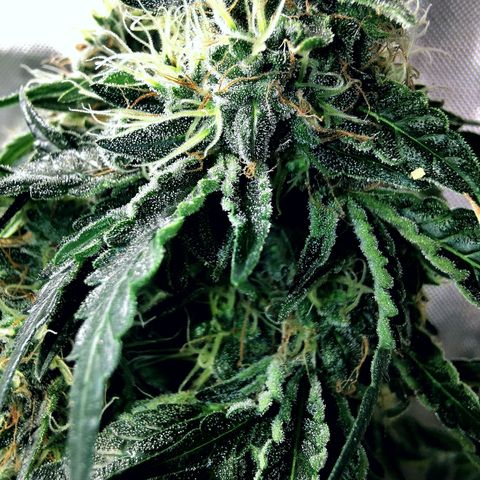 COP (clone2) growlog timeline photo