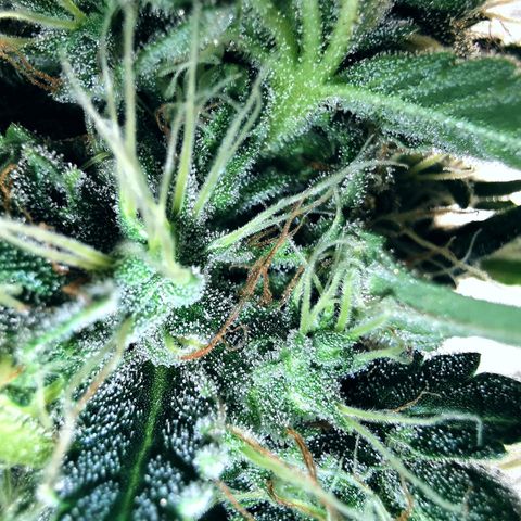 COP (clone2) growlog timeline photo