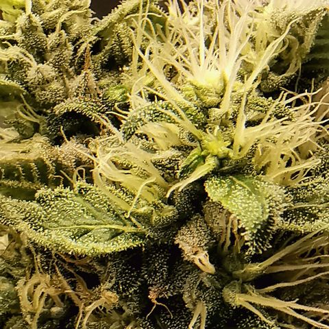 COP (clone2) growlog timeline photo