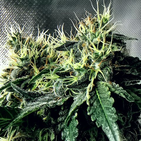 COP (clone2) growlog timeline photo