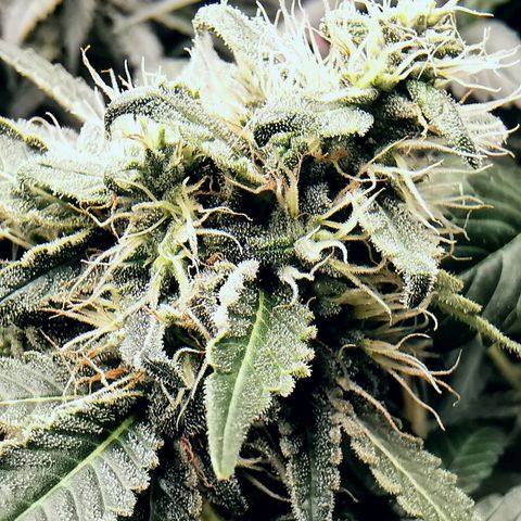 COP (clone2) growlog timeline photo