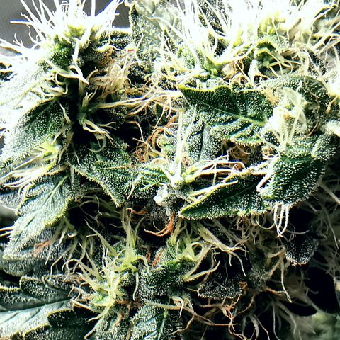 COP (clone2) growlog timeline photo