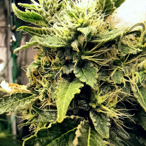 COP (clone2) growlog timeline photo