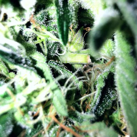 COP (clone2) growlog timeline photo