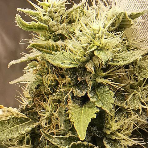 COP (clone2) growlog timeline photo