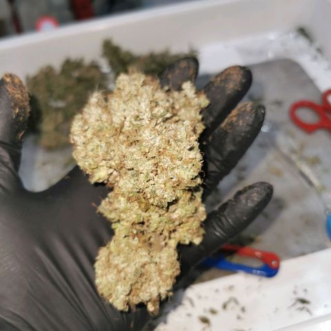 COP (clone2) growlog timeline photo