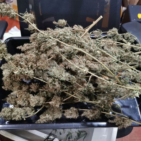 COP (clone2) growlog timeline photo