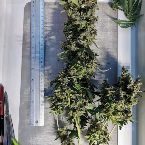 COP (clone2) growlog timeline photo