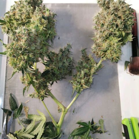 COP (clone2) growlog timeline photo