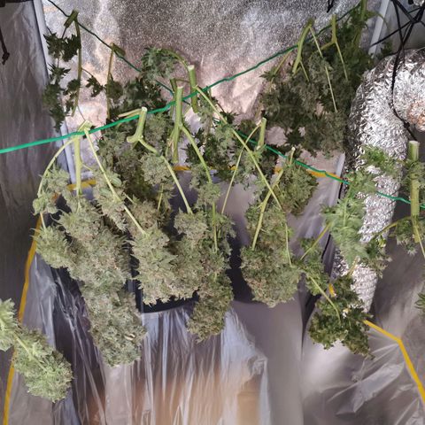 COP (clone2) growlog timeline photo