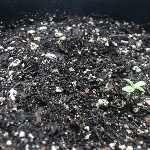 Number 1 growlog timeline photo