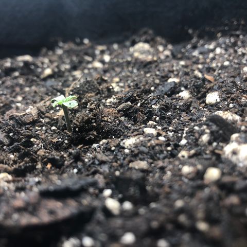Number 3  growlog timeline photo