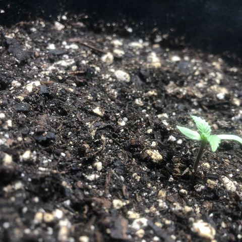 Number 1 growlog timeline photo