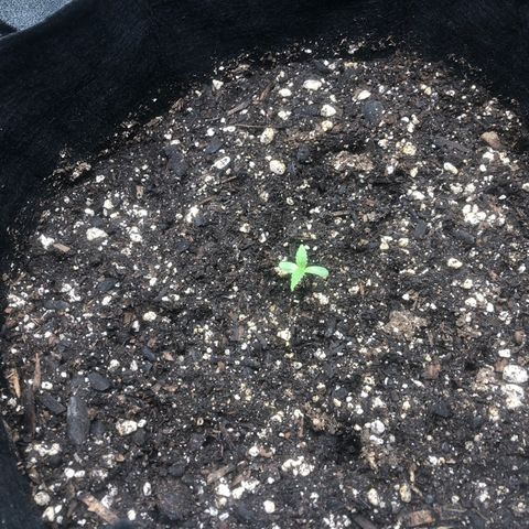Number 1 growlog timeline photo