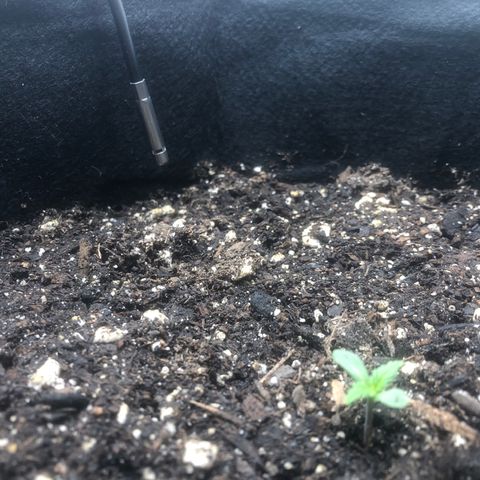 Number 3  growlog timeline photo