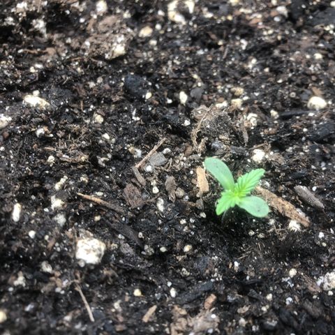 Number 3  growlog timeline photo