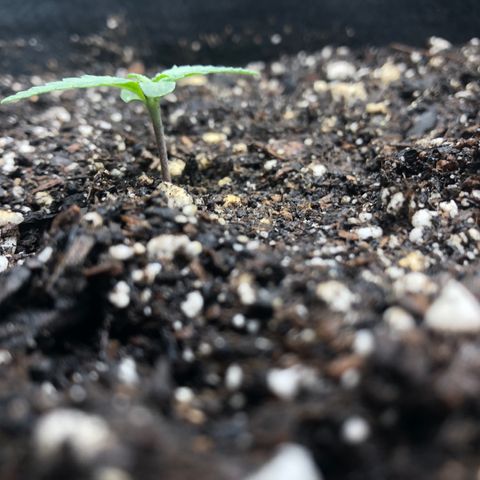 Number 1 growlog timeline photo