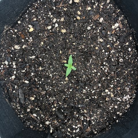 Number 1 growlog timeline photo