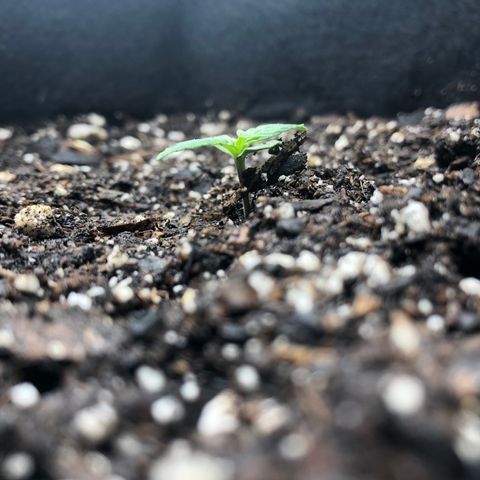 Number 3  growlog timeline photo